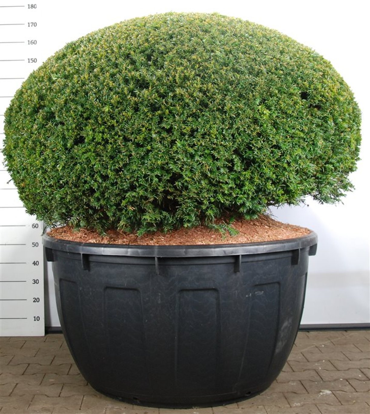 Idegran – Taxus baccata - C500 150 cm. Bol
